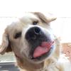 Charlie - @charliethegolden18 - TikTok