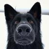 Charlie - @charlie_theblackshepherd - TikTok