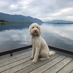 Charlie Jacobson - @charlie_boy_the_labradoodle_ - Instagram