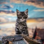 Charlie & The Mainecoon Cattery - @charliemainecooncattery - Instagram