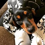 Charlie Olson Adams - @thecharligator - Instagram
