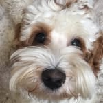 Charlie - @charlie._.ring - Instagram