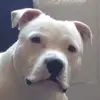 Charlie Ring - @charliering - TikTok