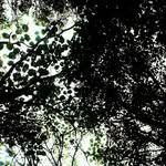 CharlieRing - @charliering16 - Instagram