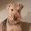 Charlie - @charlotteames - TikTok