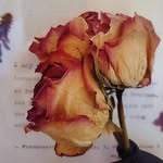 Charlotte Bathory Writing - @charlottebathorywords - Instagram