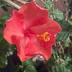 Charlotte Benedict - @charbene_lady - Instagram