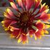 Charlotte Blacksher - Facebook