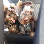 Charlotte e Cherry🐶🐾😍 - @charlotte_cherry_york - Instagram