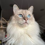 Charlotte Devine - @cadmiumvulpix - Instagram