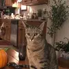 Charlotte Crawley Dodson - @charlotte.crawley8 - TikTok