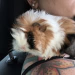 Charlotte hare - @poofyandfriends - Instagram