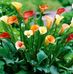 Charlotte Harrell - Facebook