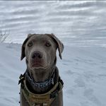 Charlotte - @charlotte_silver_lab_ - Instagram