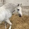 Charlotte Steadman - @charlottesteadma - TikTok
