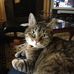 Charlotte - The Cat In The Wall - Facebook