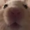 Charlie Adams - @charlie.adams15 - TikTok