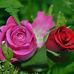 Charmaine Egan - Facebook