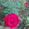 charmainemeyer320 - @charmainemeyer320 - TikTok