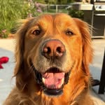 Chase | Golden Retriever - @chase_anthony_gr - Instagram