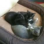 Chase Barber - @winston_watson_willow_and_star - Instagram