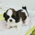 Chase The Best - @chasebestshihtzu - Instagram