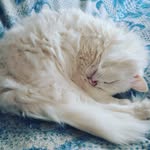 chaseboyer - @chase_boyer123 - Instagram