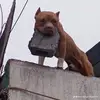 Chase Carlson - @chase.carlson2 - TikTok