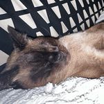 Chase Carmichael - @billybobcookiejoe - Instagram