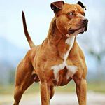 Chase Carpenter - @chase.carpenter.7564 - Instagram