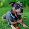 Chase is on the case 🥰 - @chasethefrenchbullcross - TikTok