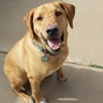 Chase Del Castillo - @imchasethepup - Instagram
