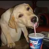 Chase Carbone - @chase.carbone - TikTok