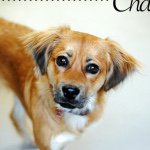 Chase Champion - @adogandhissausage - Instagram