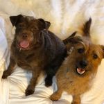 Chase & Chandler 🐾 - @chaseandchandler - Instagram