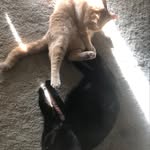 Chico and Chase and Chaplin - @the_dymond_kitties - Instagram