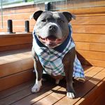 C H A S E - @cheekychasethestaffy - Instagram
