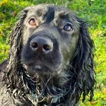 Chase the cheeky spaniel ❤️ - @cheekychasey - Instagram