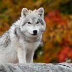 Chase Chenoweth - @youngwolfgamer21 - Instagram