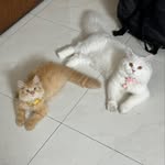 Chase & Cherry - @thechaseandcherryshow - Instagram