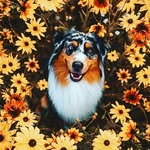 Cherry Chase Pet Hospital - @cherrychaseph - Instagram