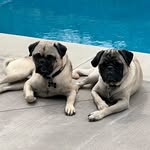Chase & Chester - @chasechester_puglife - Instagram