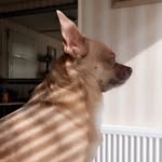 Chase And Chester - @two.charming.chihuahuas - Instagram