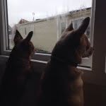Chase And Chester Essex - @two_charming_chihuahuas - Instagram