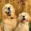 Chase n Chester - @chasin_chesterr - TikTok