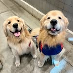 Chase n Chester | Golden Retriever Dad & Son - @chasin_chester - Instagram