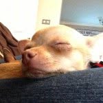 @chaseandchester - Instagram