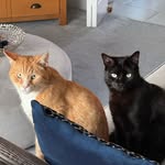 Chester & Chase - @chester_and_chase - Instagram