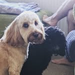 Chester and Chase - @chest.erandchase - Instagram