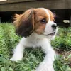 Chase 💕🤩 - @chasethecavalier - TikTok